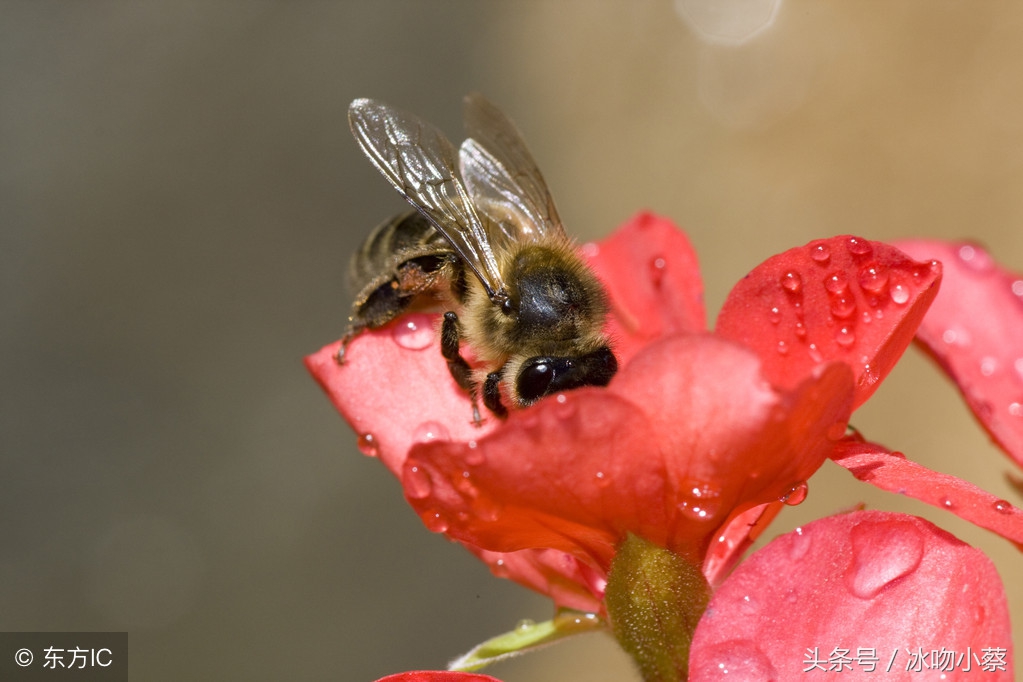 蜜蜂伤热伤冷,蜜蜂中暑会死吗