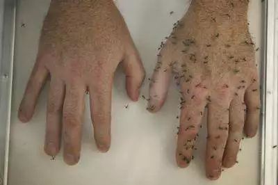 澳洲药房销量冠军，英国女王认证，无蚊一夏就靠它！