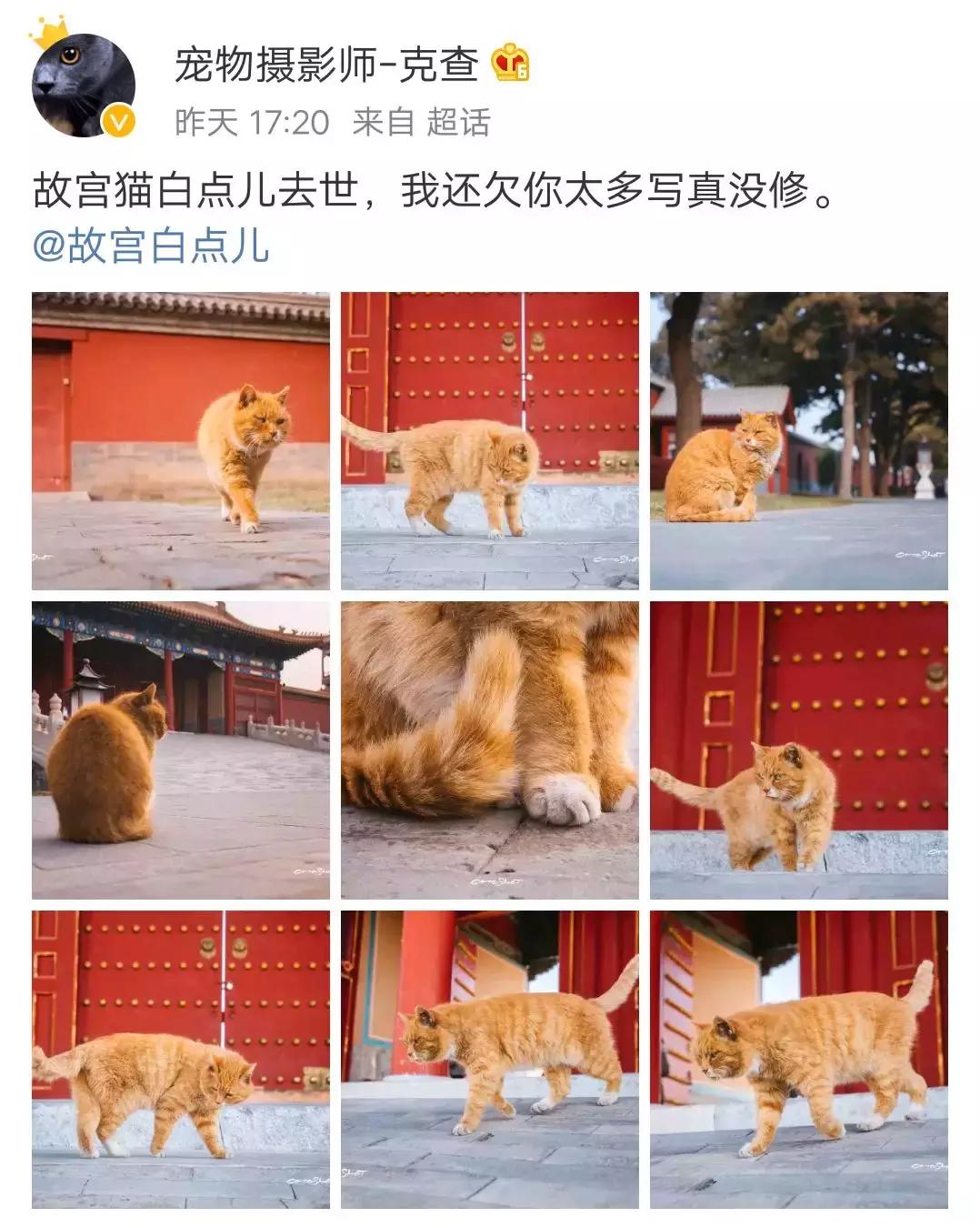 故宫的猫去世了吗,故宫的猫怎么去世的