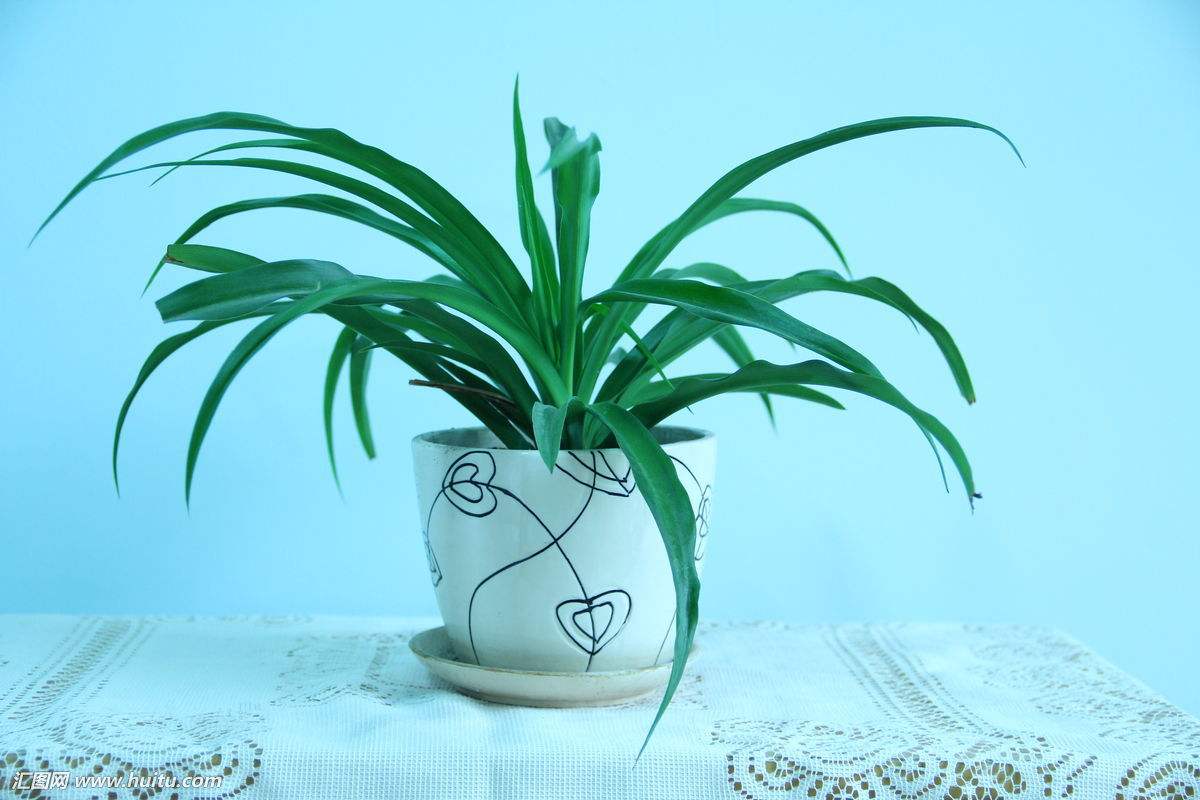 金边吊兰叶尖发黄干枯是什么原因,金鱼吊兰叶尖发黄是什么原因