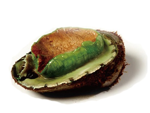 鲍鱼品种知多少，全球最知名的鲍鱼都在这了