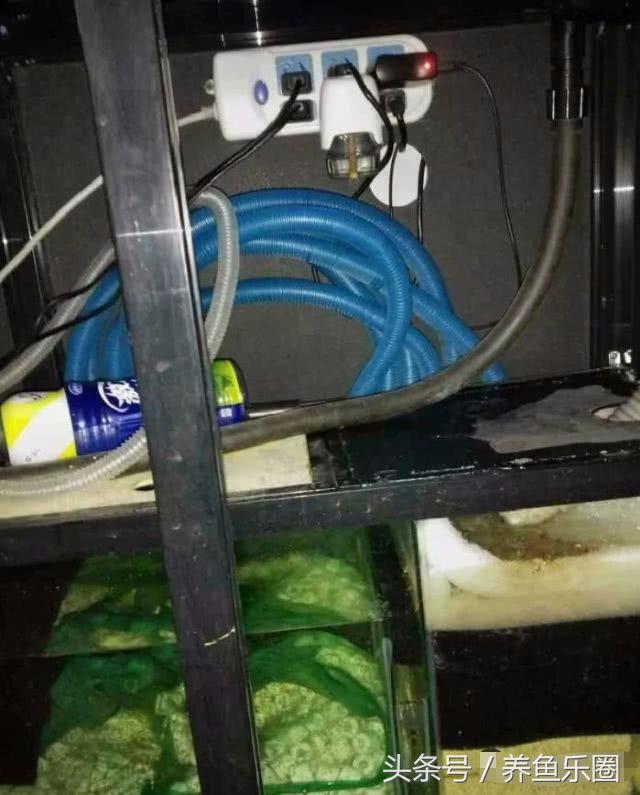 夏季防蚊小妙招赶紧收藏,鱼池夏天怎么驱蚊