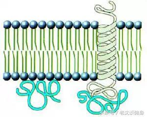 健身睾酮素对男性的影响,健身皮质醇和睾酮有关系吗