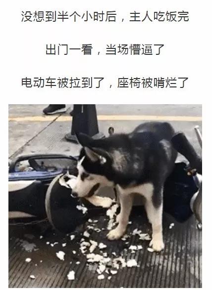 带狗狗去外面吃饭,狗狗不让其他狗进家怎么办