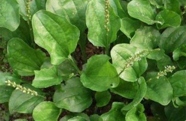 女人吃哪些食物对妇科有好处,吃什么食物可以缓解妇科疾病