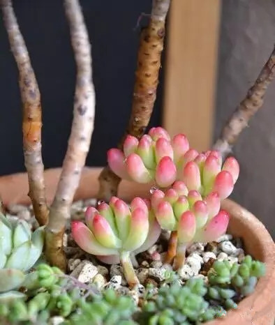 八卦掌多肉怎么浇水,八卦掌内功养生法