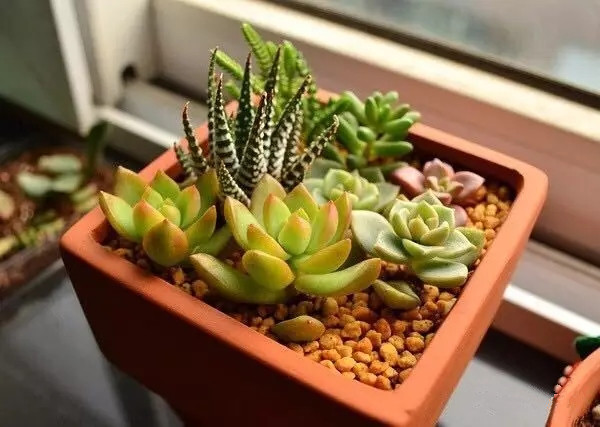 八卦掌多肉怎么浇水,八卦掌内功养生法