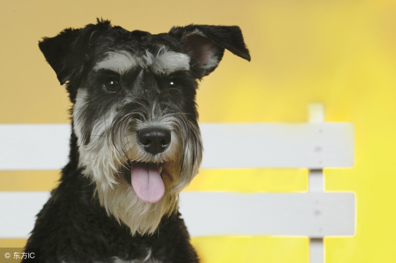 养一只雪纳瑞的优点与缺点,雪纳瑞犬的优点和缺点