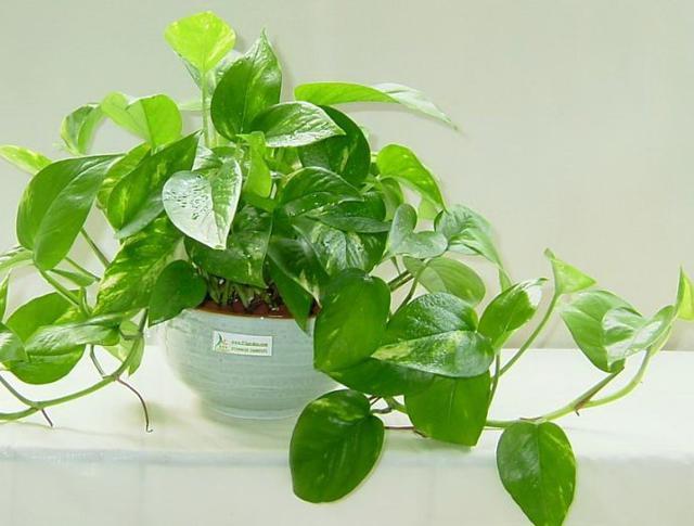 绿萝奄奄一息，简单一招，让它瞬间恢复生机！