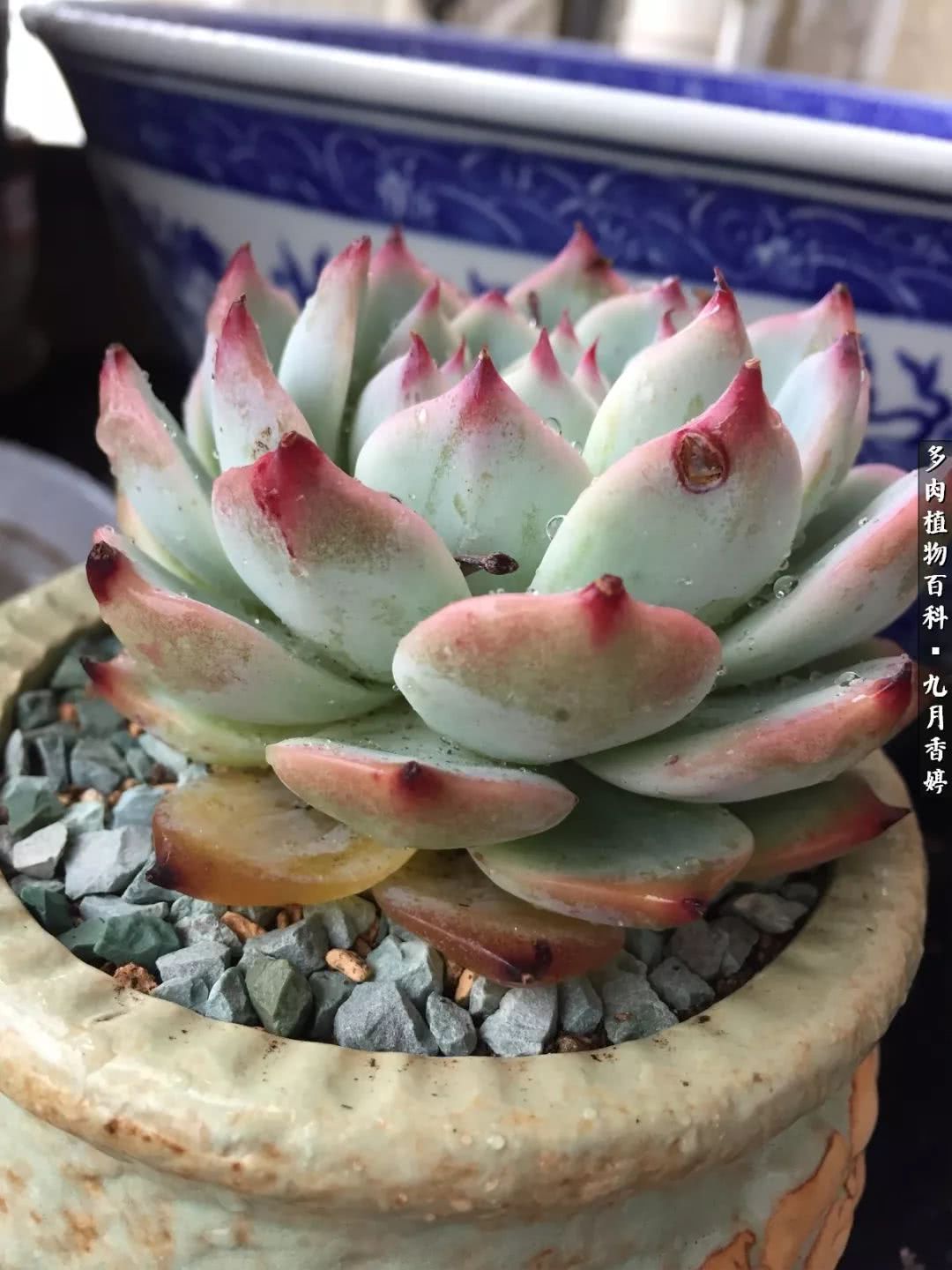 新手入坑必养多肉,刚入坑的多肉怎么养