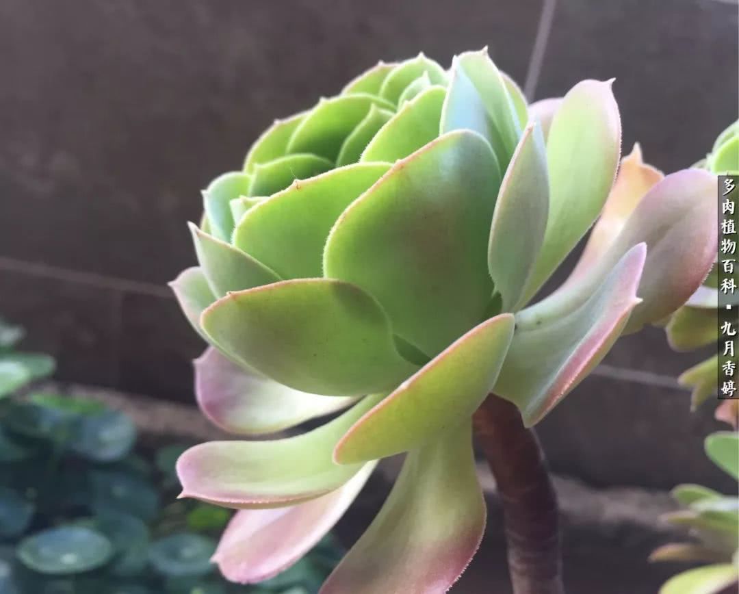 新手入坑必养多肉,刚入坑的多肉怎么养