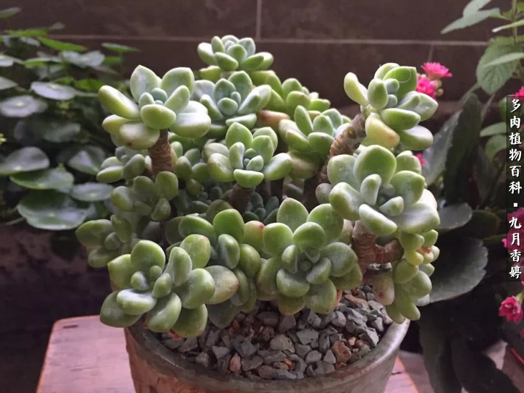 新手入坑必养多肉,刚入坑的多肉怎么养