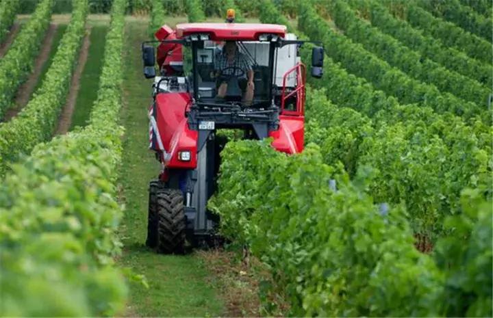 国外让人惊叹的农机收割葡萄,德国收割机收葡萄视频