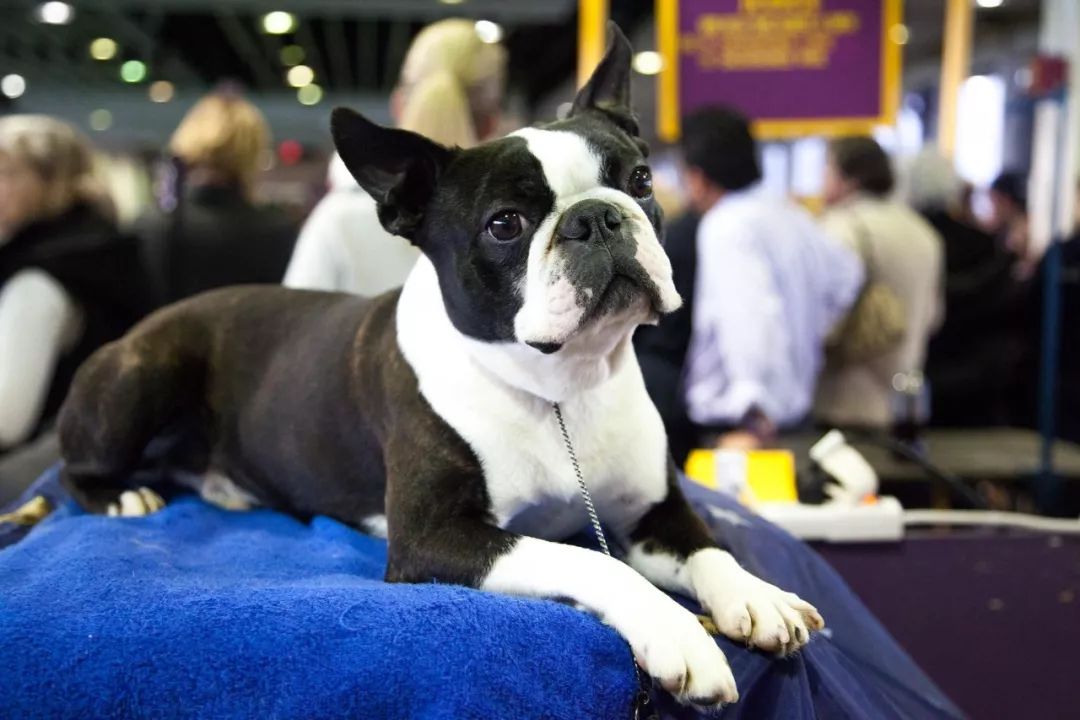 波士顿梗和法斗的串串,波士顿梗犬和法斗哪个好