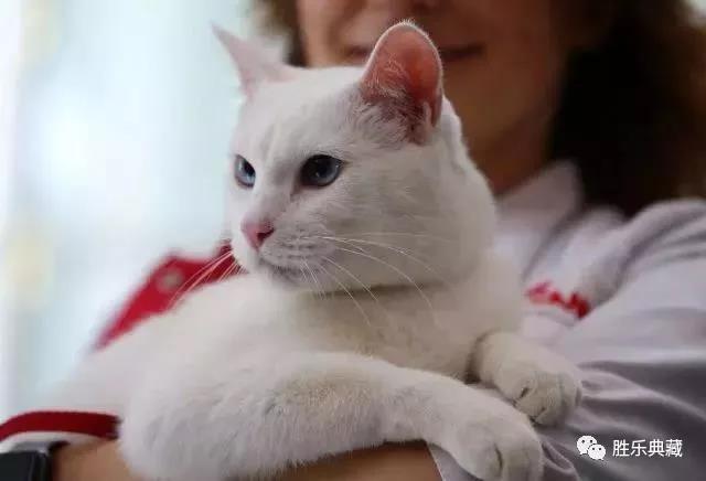 猫咪世界杯预言家,世界杯预言家猫咪