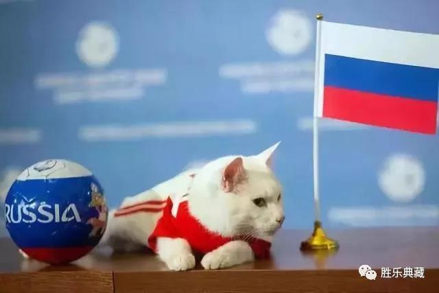 猫咪世界杯预言家,世界杯预言家猫咪