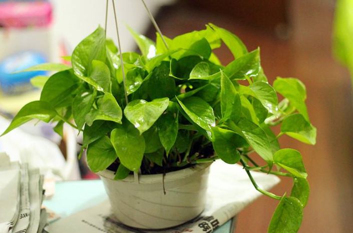 除甲醛盆栽推荐一下,甲醛盆栽哪个效果最好还好养活