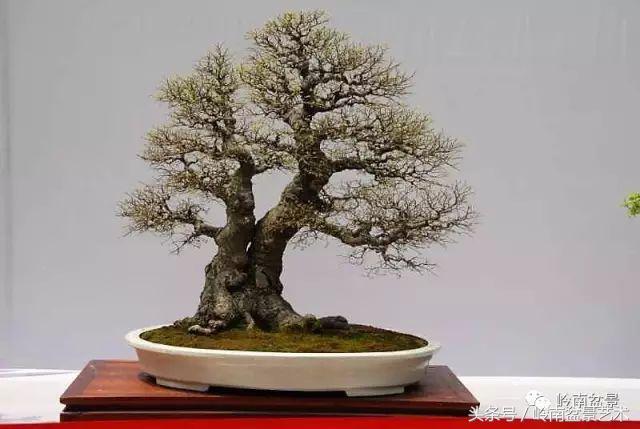 地瓜榕盆景的修剪技巧,金豆盆景修剪视频大全