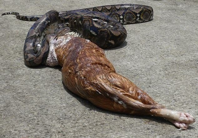 巨蟒进食巨猫,巨型蟒蛇与猫