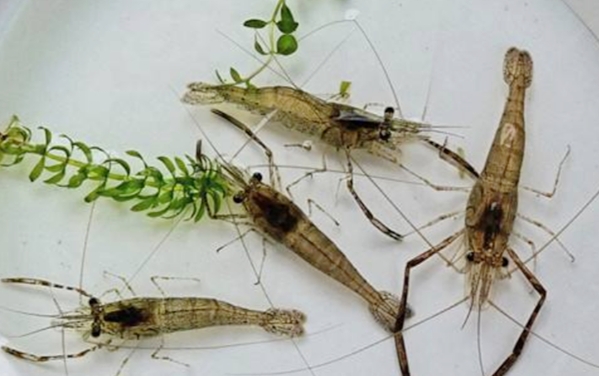 虾米闹窝最简单的处理方法,钓虾米怎么打窝