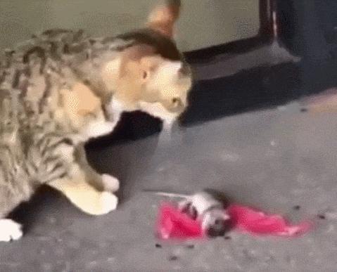 动图直击：“内马尔翻滚”火大了，连猫和老鼠都学会了！