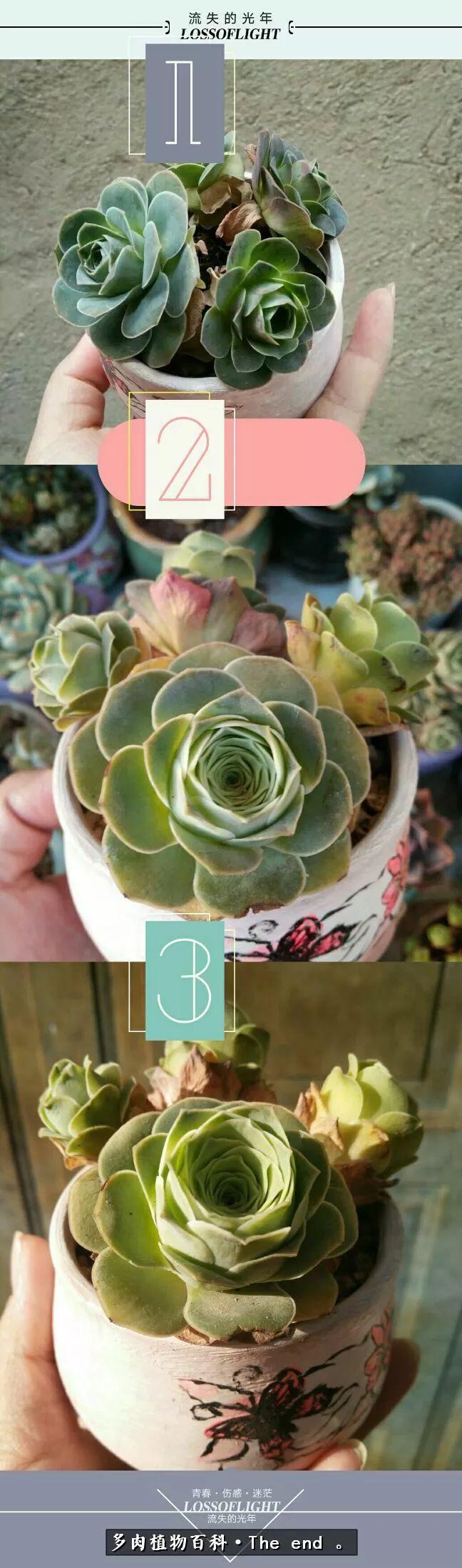 宝宝养多肉,养多肉宝妈