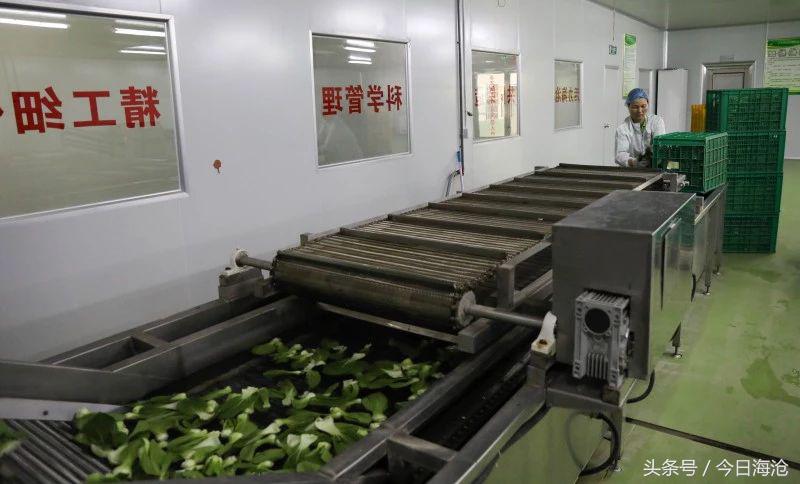 全国唯一！海沧这个地方生产的蔬菜，“洗澡”以后就能直接下锅