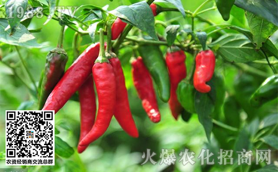 辣椒苗期药害怎么缓解,解除辣椒药害的方法