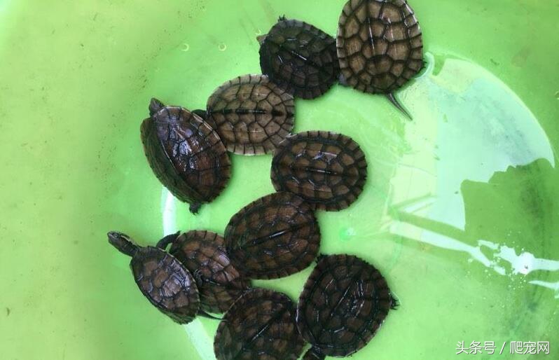 龟苗拿到手后有什么注意事项,龟苗出眠注意事项