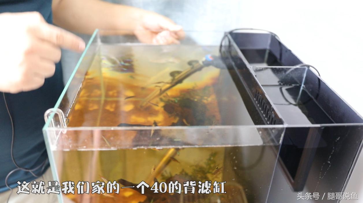 新手养鱼12个基础知识,建议养鱼新手入门养的鱼