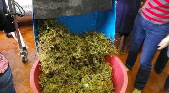 酒庄葡萄酒的酿造方法及制作步骤,李子柒葡萄酒的酿造方法