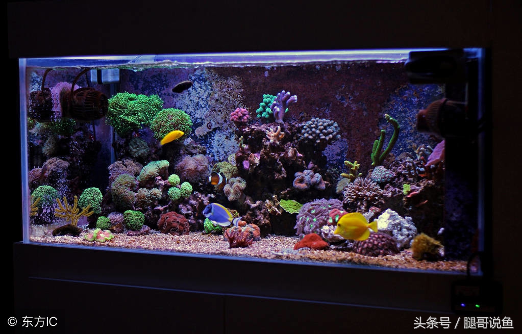 新手养鱼12个基础知识,建议养鱼新手入门养的鱼