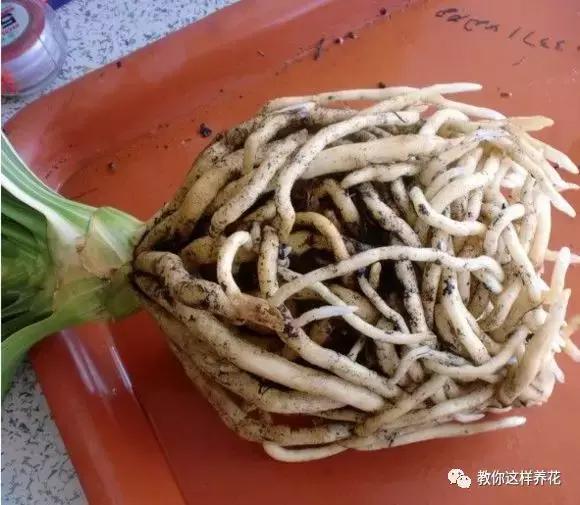 养了整整十年的君子兰终于开花了,养了一堆君子兰