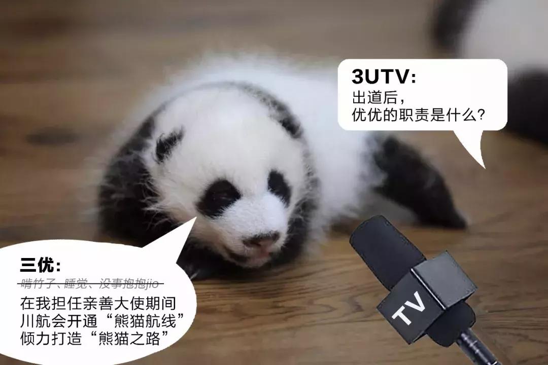 川航三优熊猫,四川航空认养大熊猫