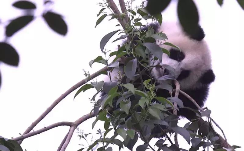 川航三优熊猫,四川航空认养大熊猫