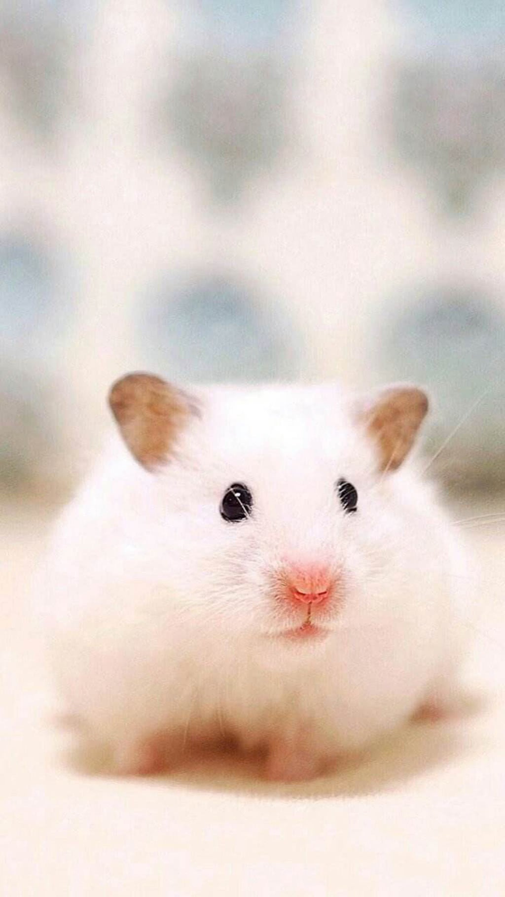 仓鼠要吃什么食物才能养活,仓鼠的几个致命弱点