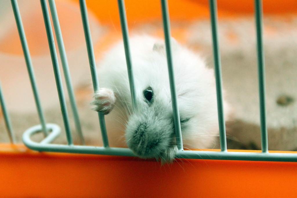 仓鼠要吃什么食物才能养活,仓鼠的几个致命弱点