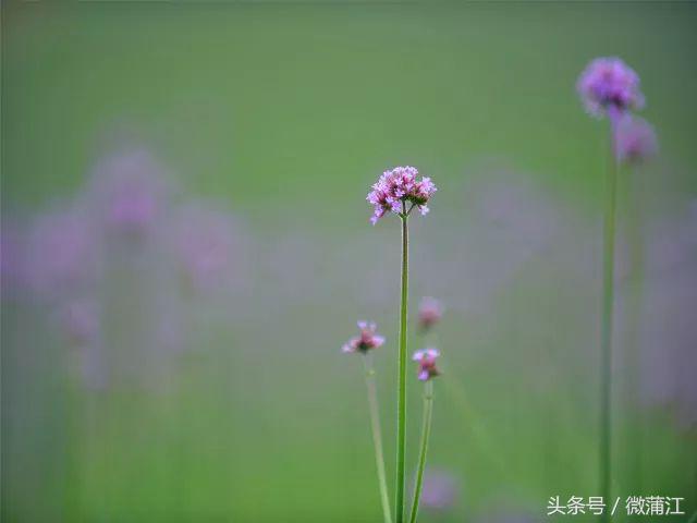 雨后，来蒲江石象湖觅一片“阳光”