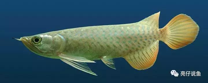 2008年龙鱼价格,年龙鱼