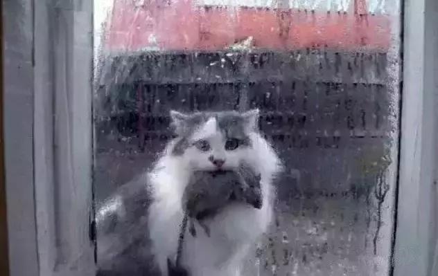 猫咪的铲屎官注意事项 (铲屎官最应该给猫咪的5种东西)