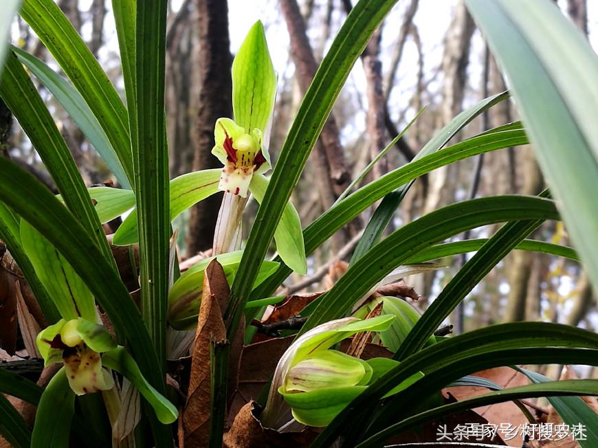 兰花用什么肥料最快最好,兰花用啥肥料最好