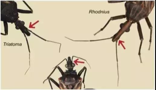 捉一只奖8元！广州全城“捉拿”的锥蝽，究竟是什么虫？