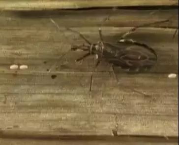 捉一只奖8元！广州全城“捉拿”的锥蝽，究竟是什么虫？