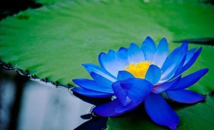 睡莲花品种及图片,睡莲开花非常漂亮而且很好养