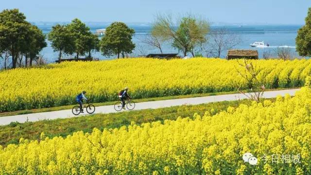 人人都说阳澄湖好，我却只想和你在这慢慢变老
