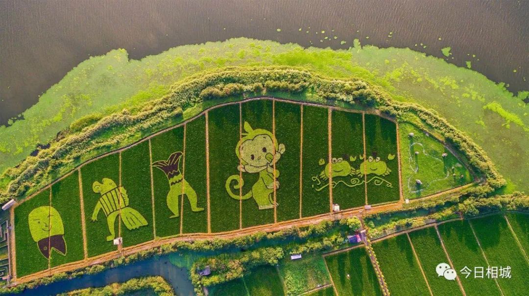 人人都说阳澄湖好，我却只想和你在这慢慢变老