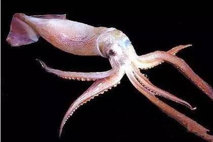 日照有什么好玩的地方,日照金山