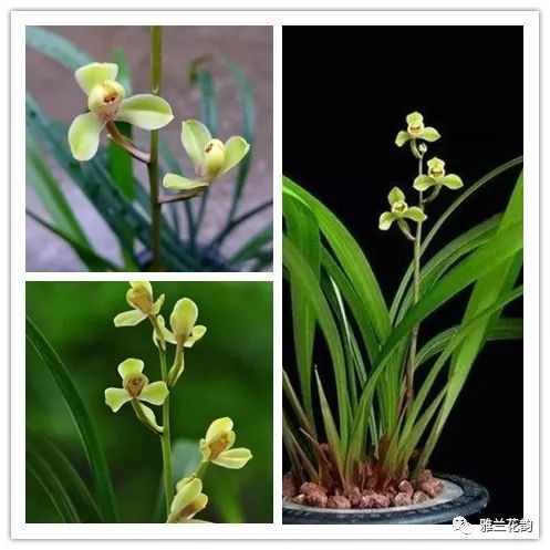 兰花鉴赏全部,兰花建兰八大名品介绍