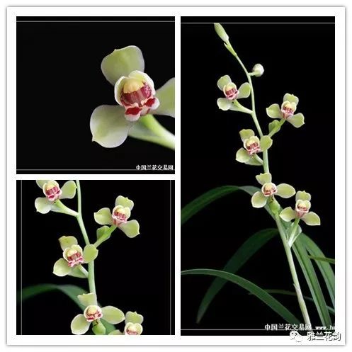 兰花鉴赏全部,兰花建兰八大名品介绍