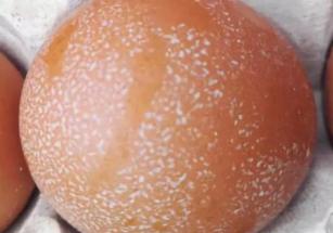 养鸡产蛋期间注意事项,养鸡十大问题及答案